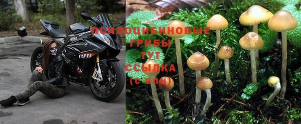 ПСИЛОЦИБИНОВЫЕ ГРИБЫ Осинники