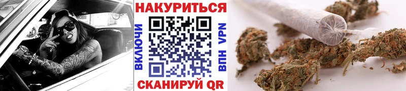 как найти Аргун Шишки марихуана гибрид